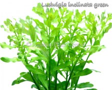 Ludwigia inclinata green